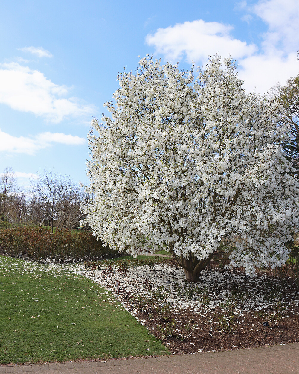 Joyful Week - Trees in Bloom in RHS Garden Wisley