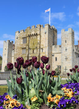 Purple Prince Tulips
