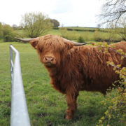 A Shetland Cow at a Derbyshire Farm