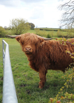 A Shetland Cow at a Derbyshire Farm