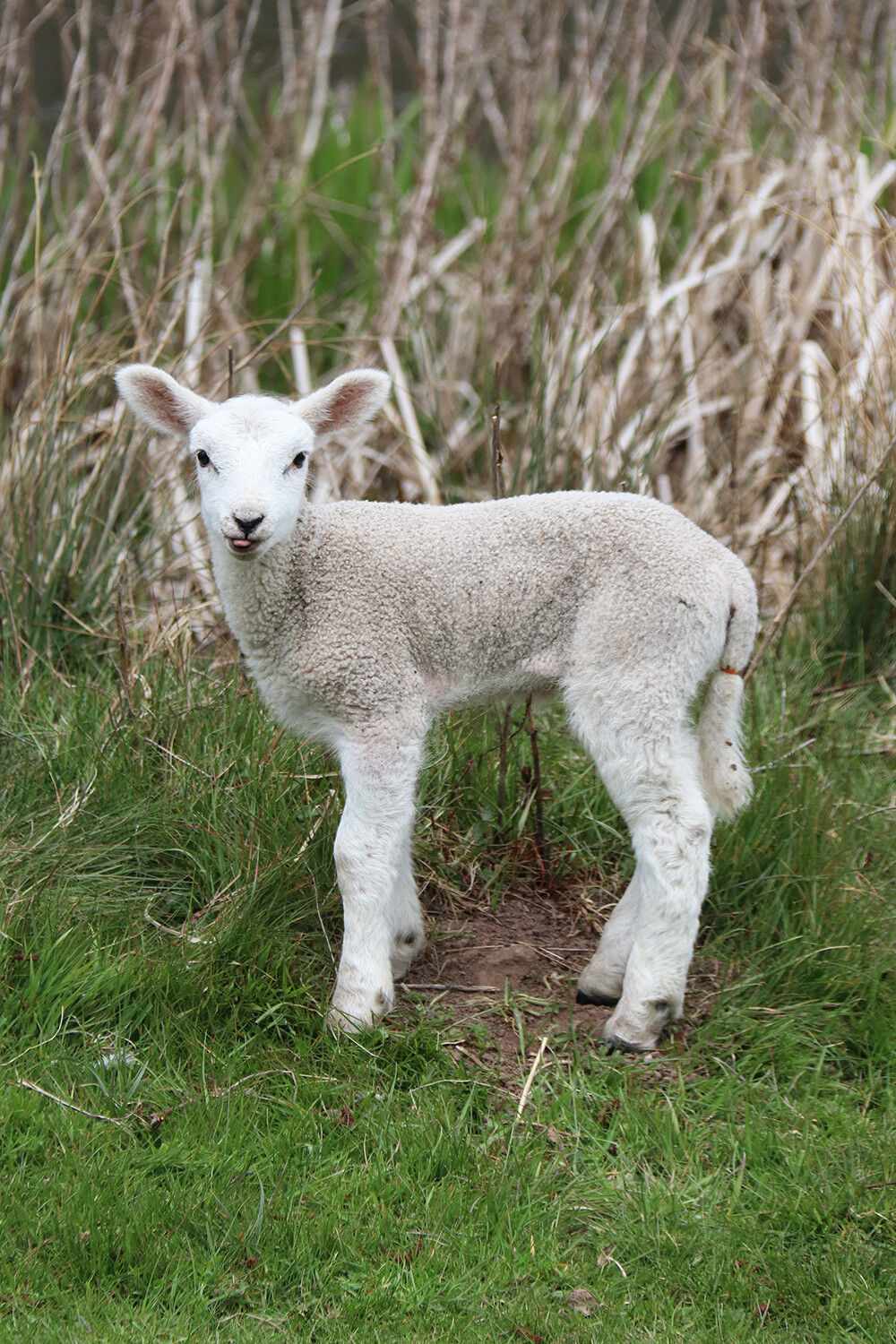 Baby Lamb near Kedleston Hall at a Derbyshire Farm