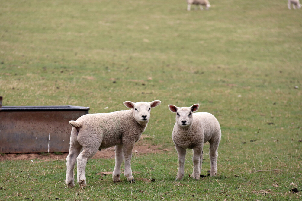 Baby Lambs in the Field