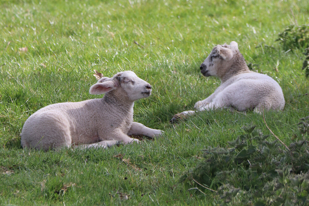 Baby Lambs near Kedleston Hall at a Derbyshire Farm