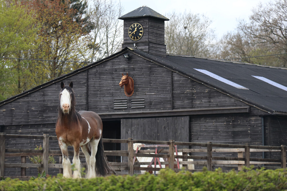 Clydesdale Horse at the Barn