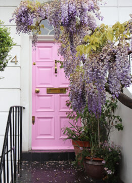 London Wisteria at 4 Bedford Gardens