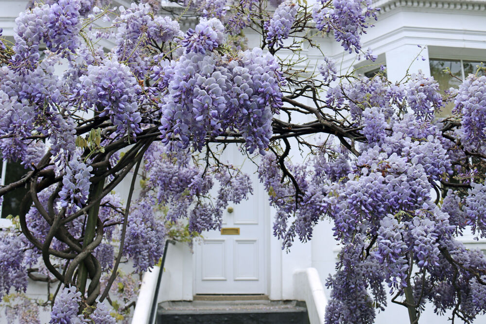 Purple Wisteria Vines