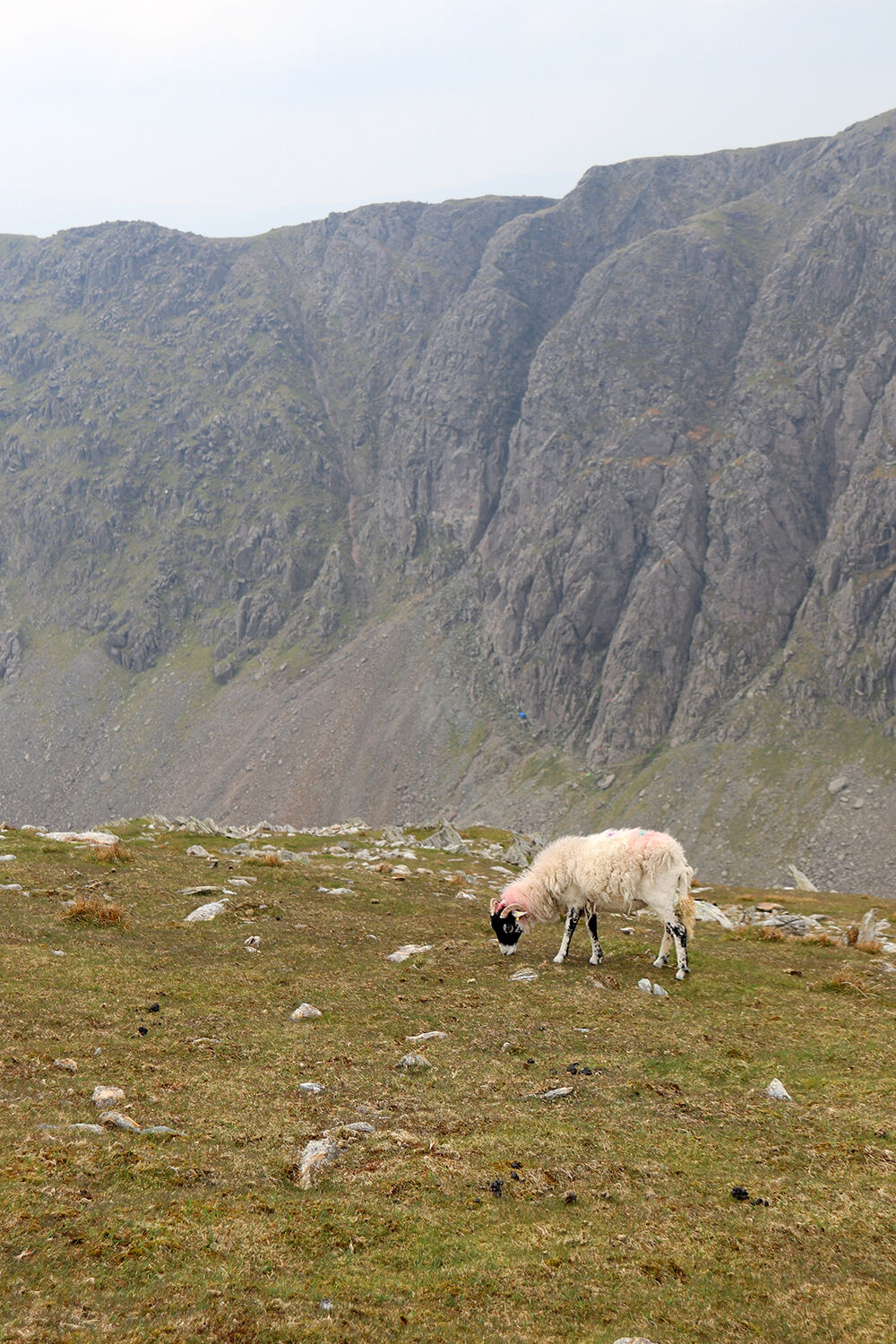 Sheep on a Cliff in the North of England