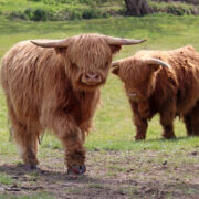 Shetland Cows at a Derbyshire Farm