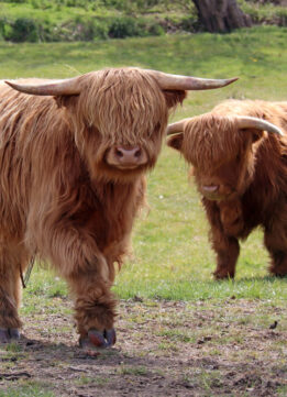 Shetland Cows at a Derbyshire Farm