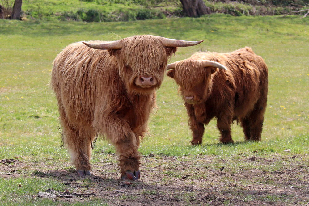 Shetland Cows at a Derbyshire Farm