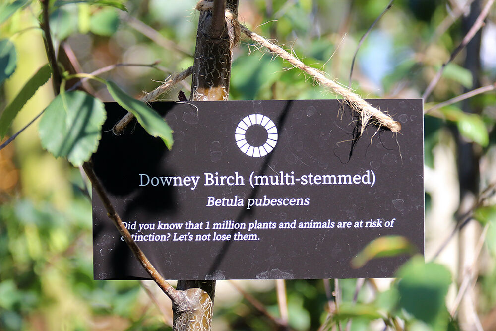 Downey Birch Tree in London