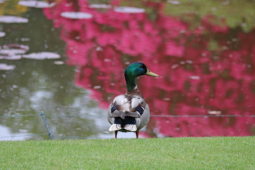 Duck at the Lake
