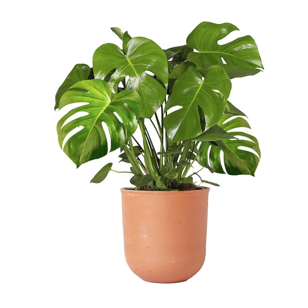 Indoor 30-40cm Potted | Monstera Deliciosa Swiss Cheese Plant