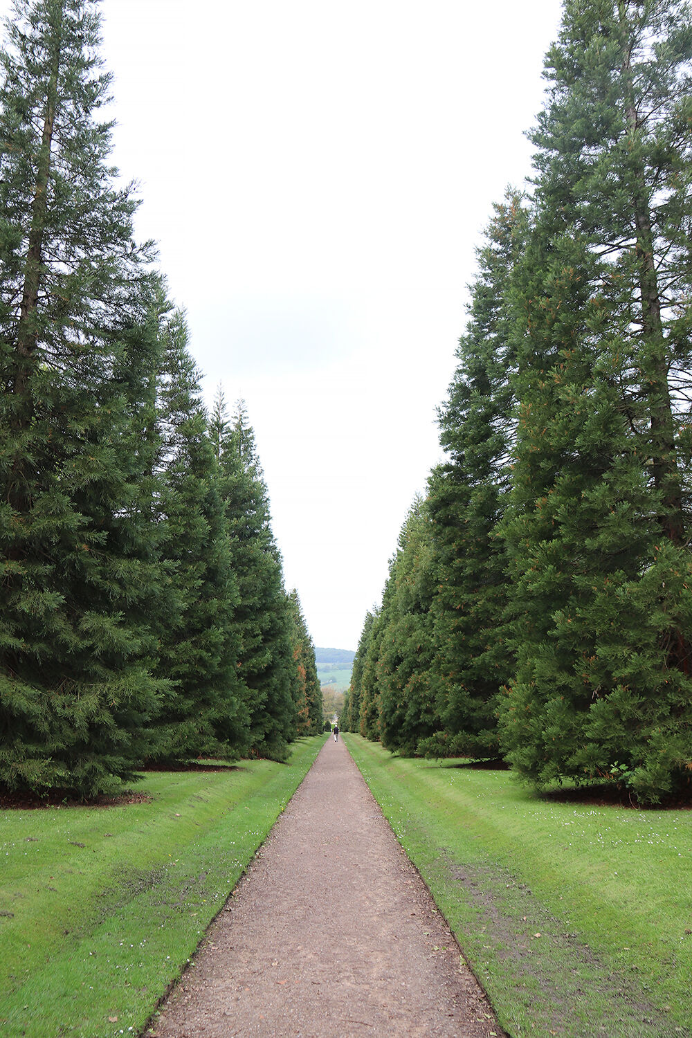 The Biddulph Grange Garden Wellingtonia Walk