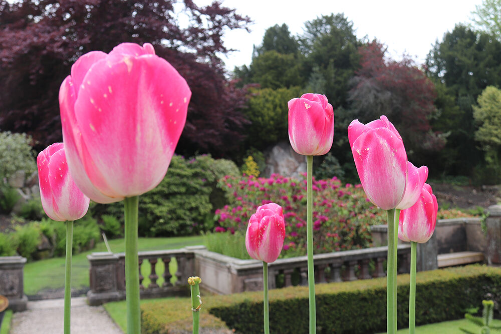 Tulips in the Italian Garden