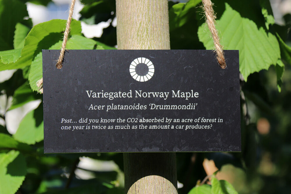 Variegated Norway Maple Tree in London