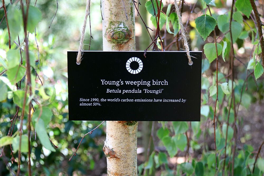 Young's Weeping Birch Tree in London