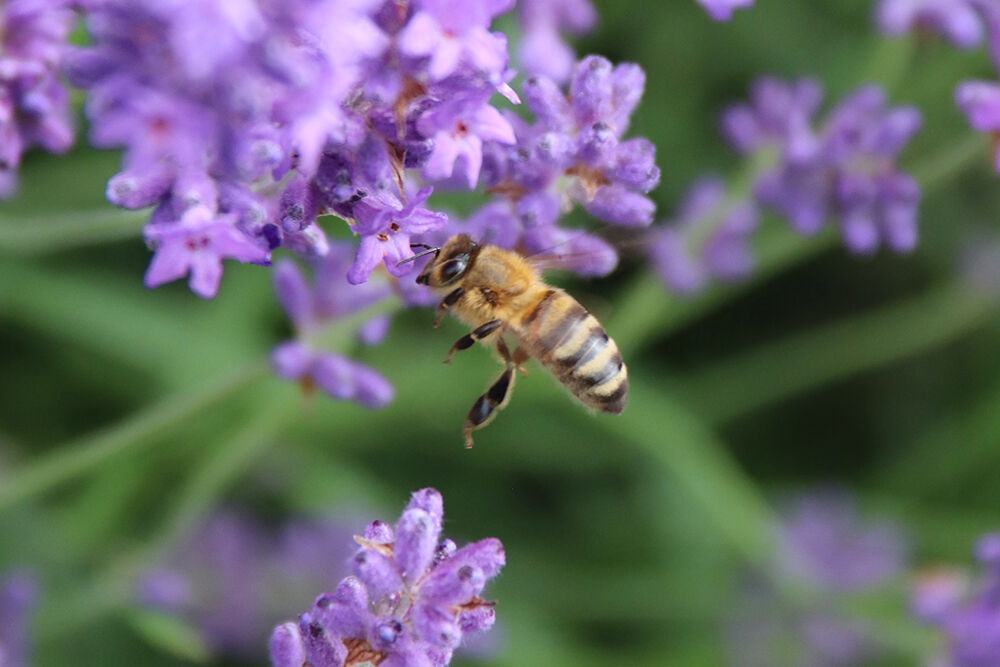 Bee pollinating lavender bush
