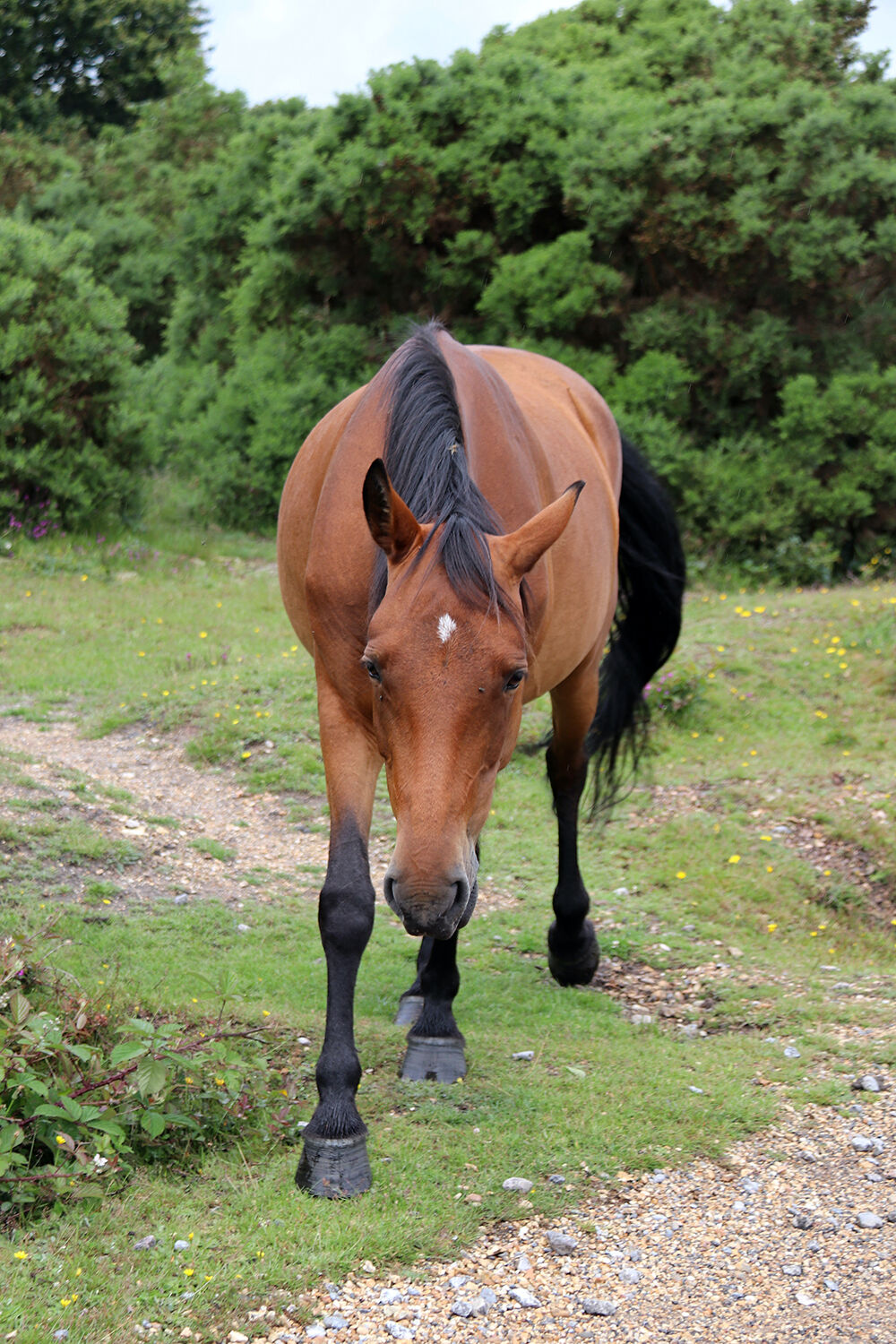 Brown Pony in Hapmshire