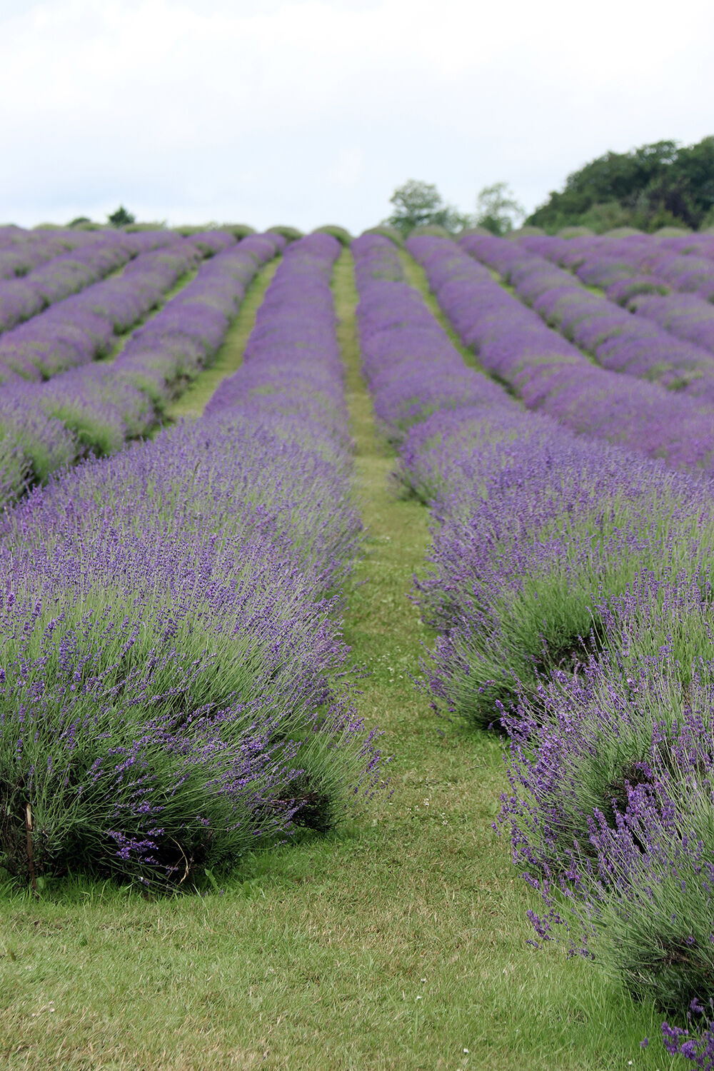 English Lavender Growing in the Field