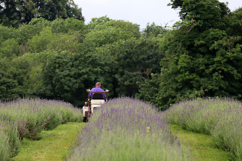 Farmer on Tractor in Lavender Fields