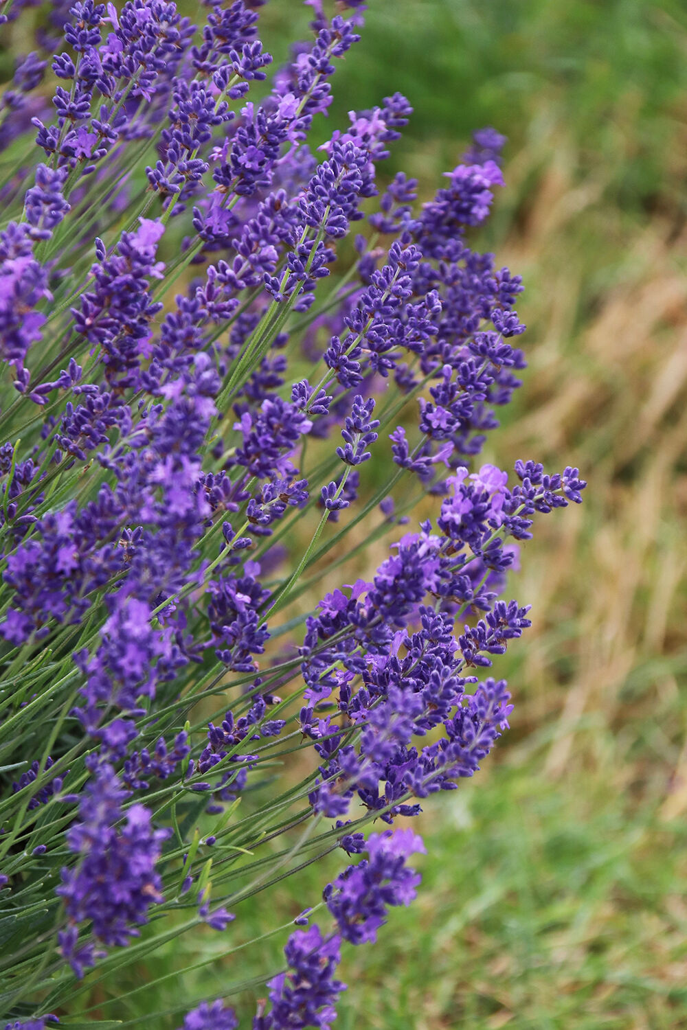 Lavender in Bloom Summer 2021