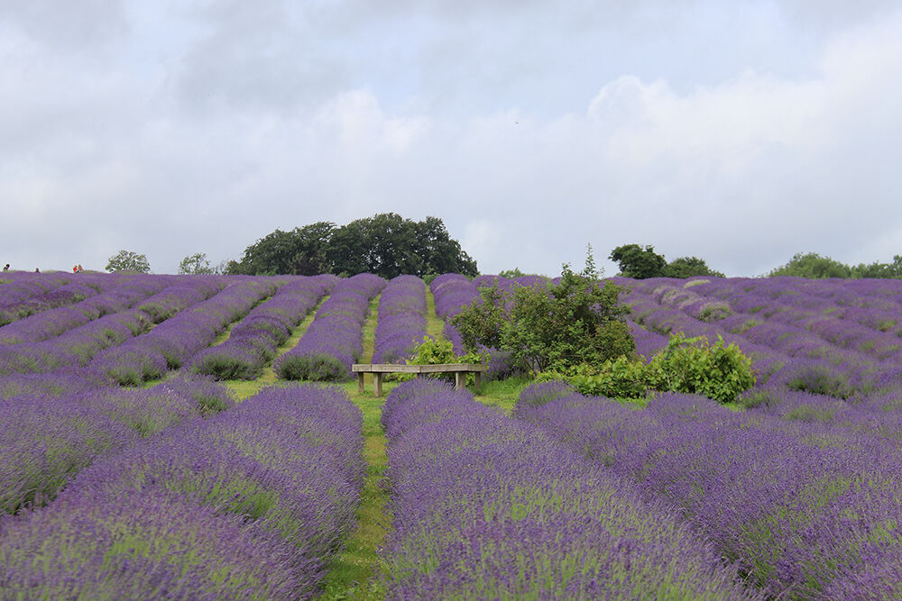 London Day Trp to the Mayfield Lavender Farm