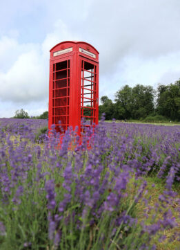 London Daytrip - Red phonebooth at the Mayfield Lavender Farm