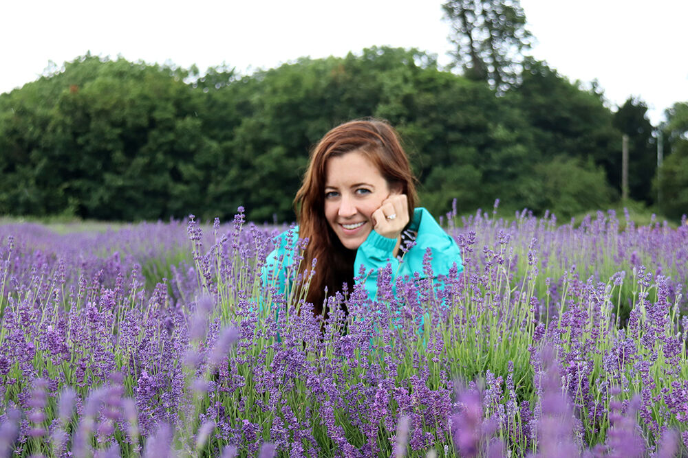 Mayfield Lavender Farm in Bloom
