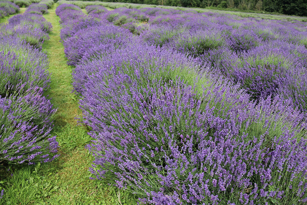 Rows of Lavender in Bloom