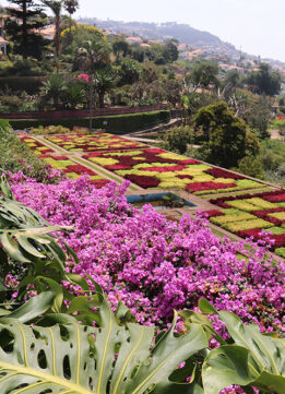Memories of Madeira - The most famous view at the Jardim Botanico da Madeira, the Madeira Botanical Garden