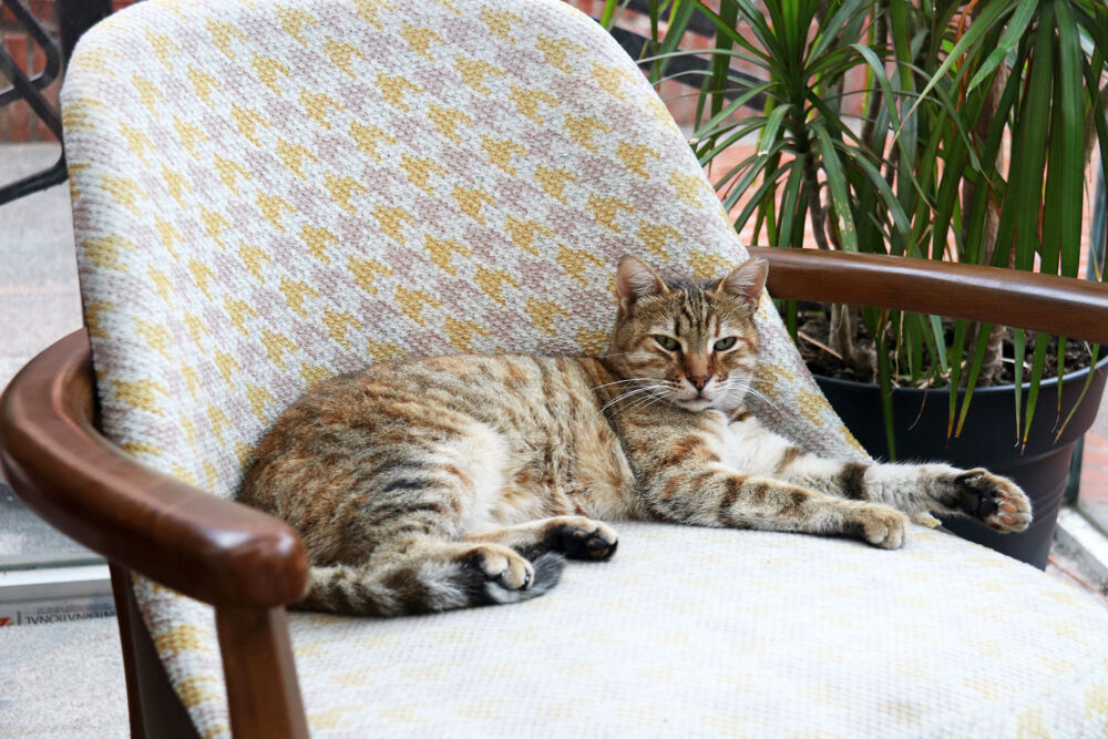 Cat at Coffee Shop in Istanbul