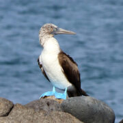 Blue Footed Boobie Perched on North Seymour Island 