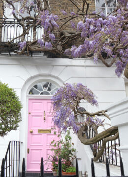 Early London Wisteria - Famous Pink Door on Bedford Gardens in Kensington
