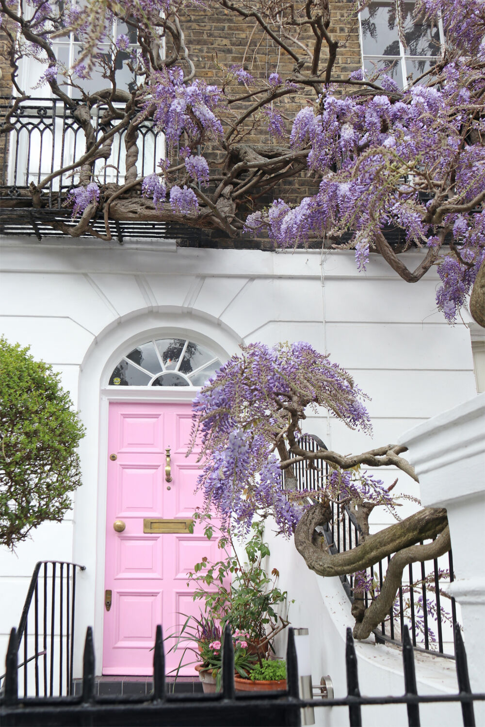 wisteria  4 x Wisteria: Pink, White, Blue & Purple – Helen's Greenhouse