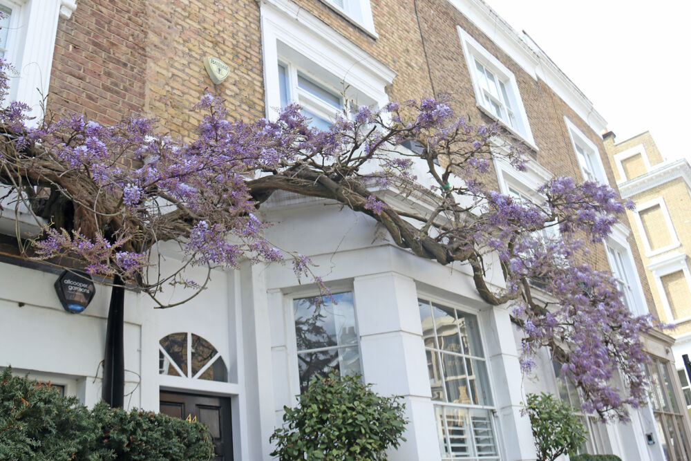 Springtime in London