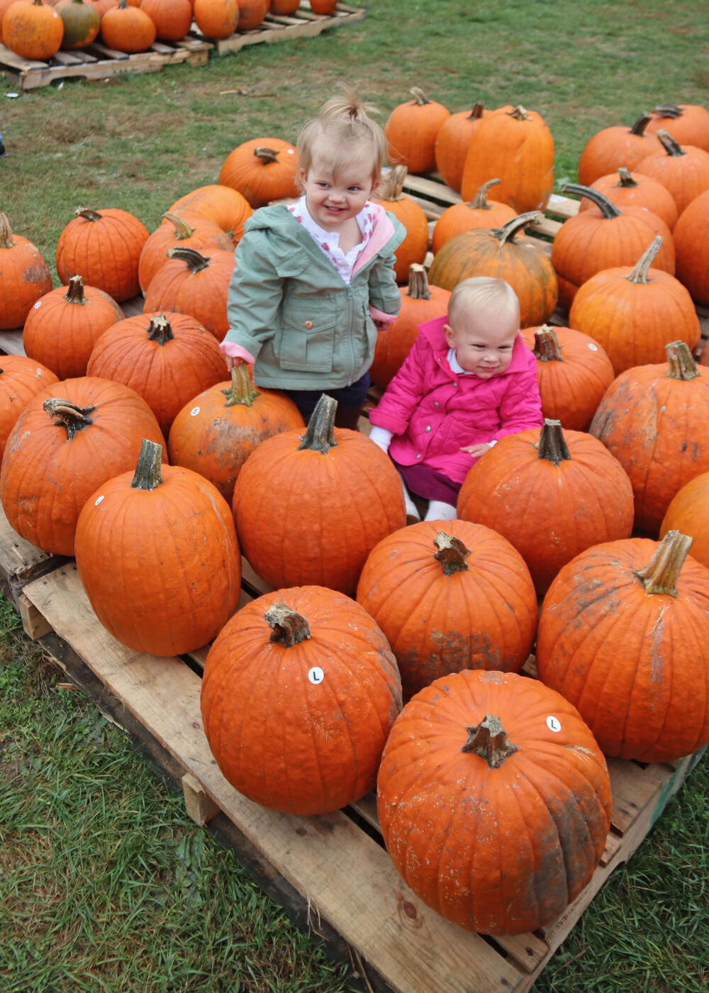 Lily and Lucy in Pumpkins