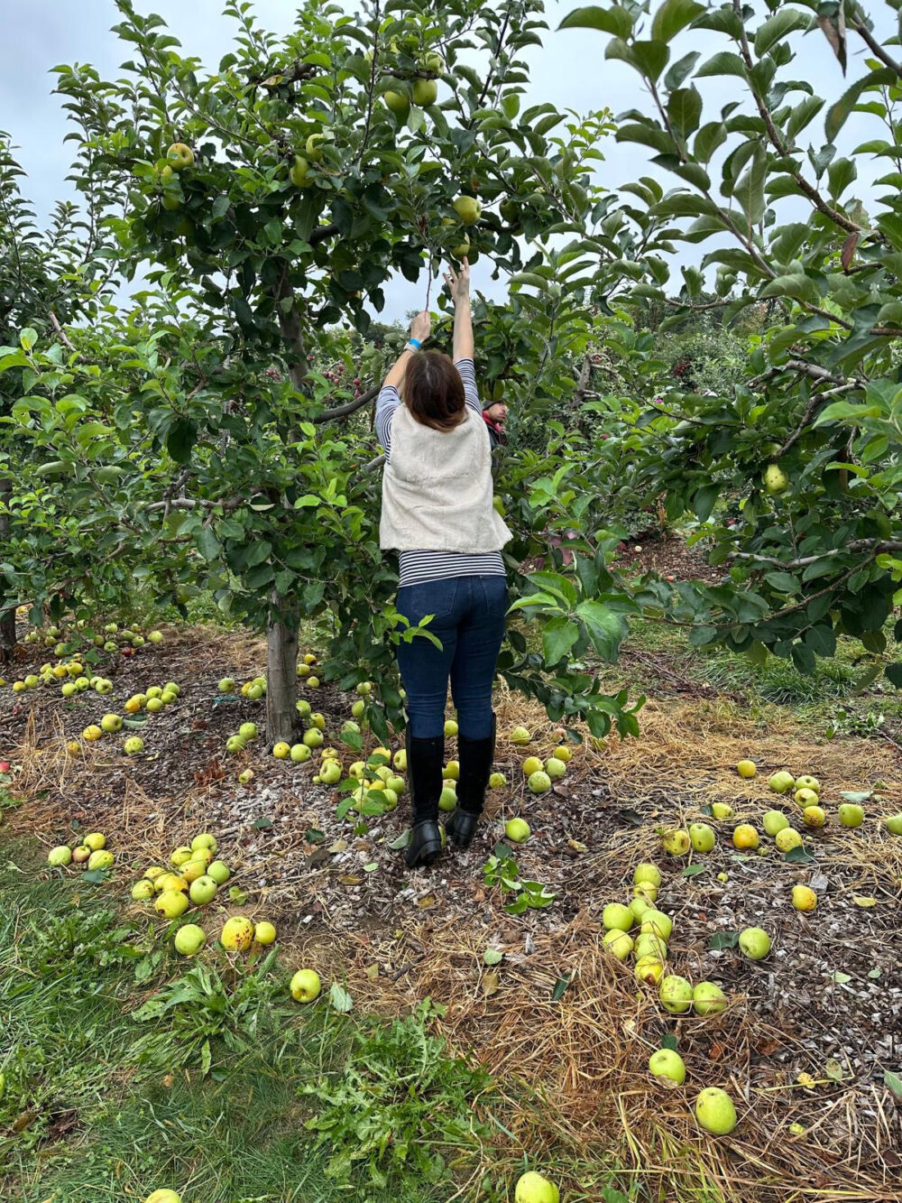 Picking Apples at Harvest Moon Farm and Orchard in North Salem NY