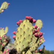 Prickly-Pear-Cactus-Pink-Fruit-Desert-Botanical-Garden