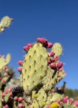 Prickly-Pear-Cactus-Pink-Fruit-Desert-Botanical-Garden